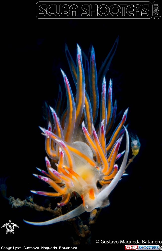 A Catrena peregrina