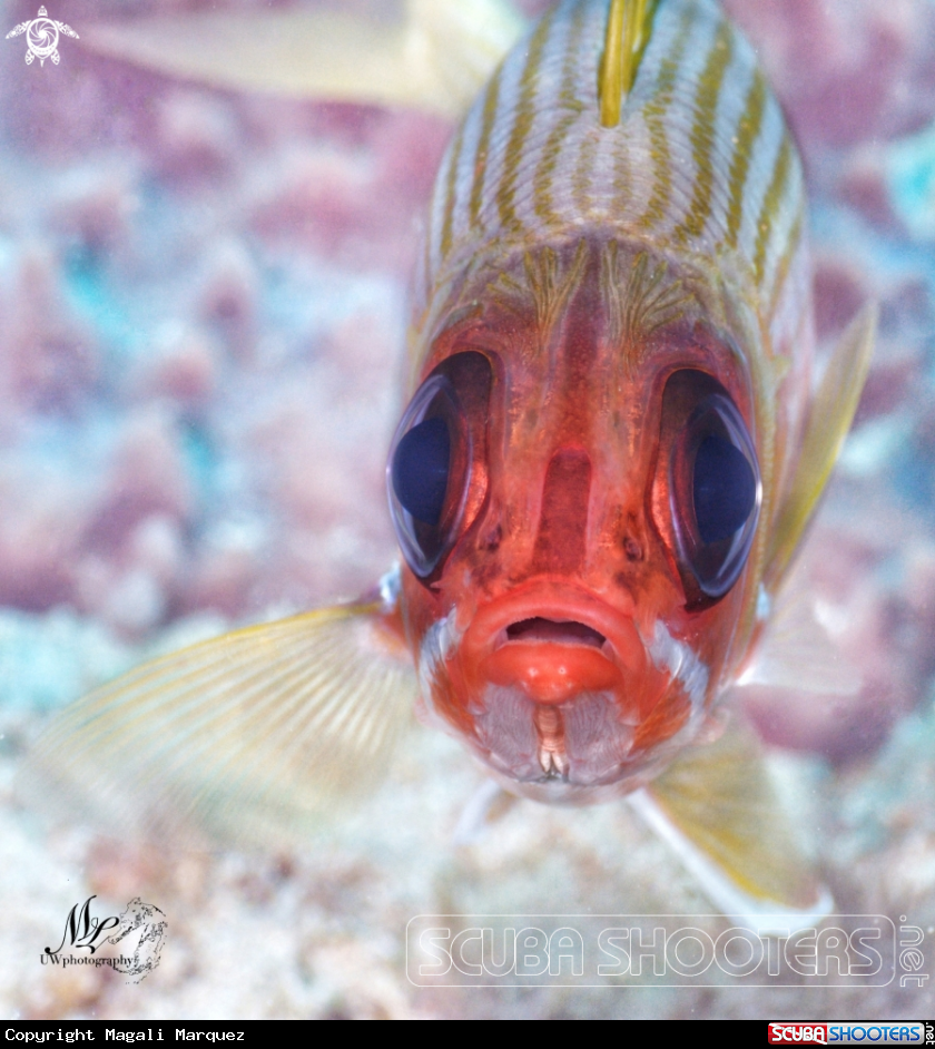 A Squirrelfish 