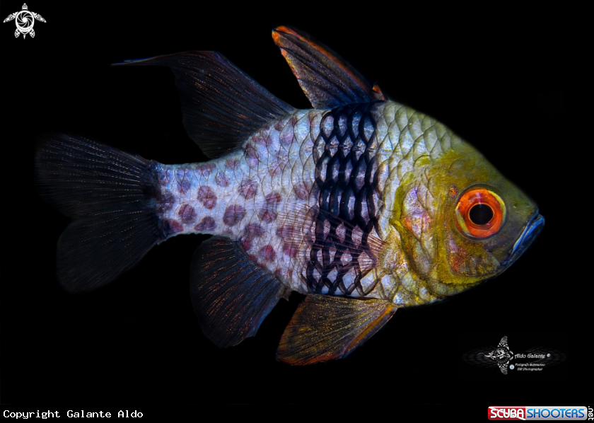 A Pijama Cardinalfish