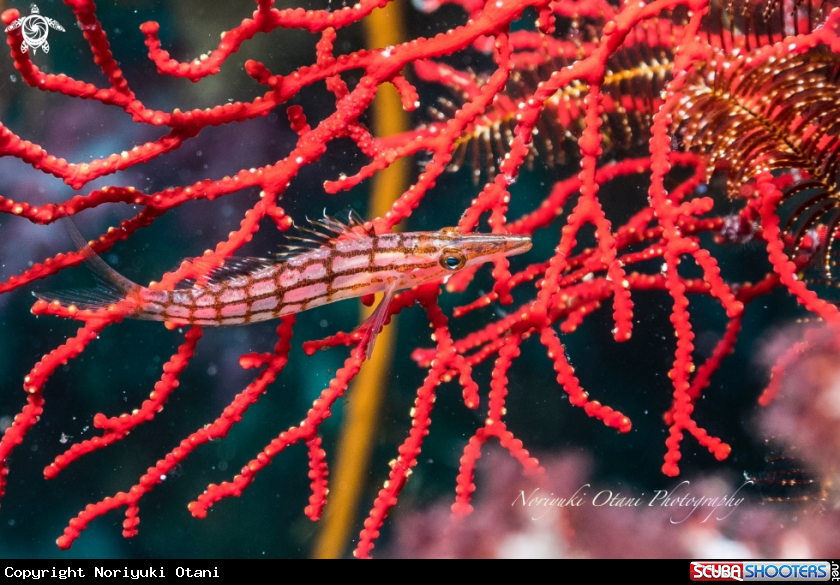 A Longnose hawkfish