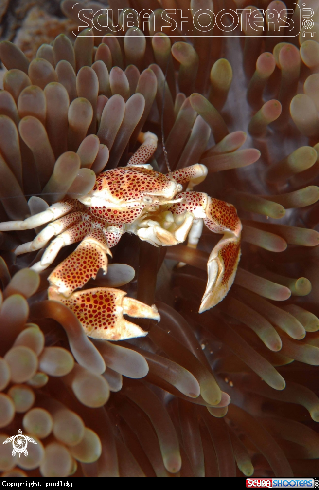 A underwater creature
