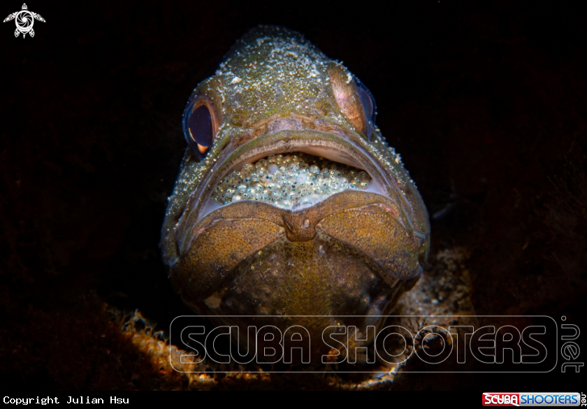 A Cardinalfish