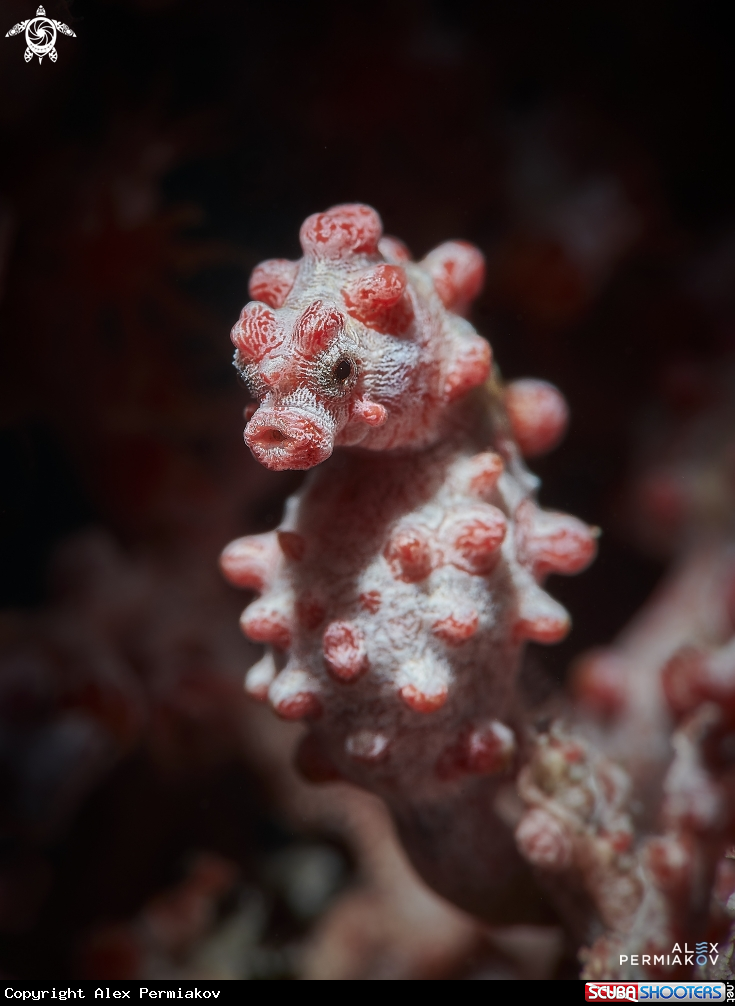 A Seahorse