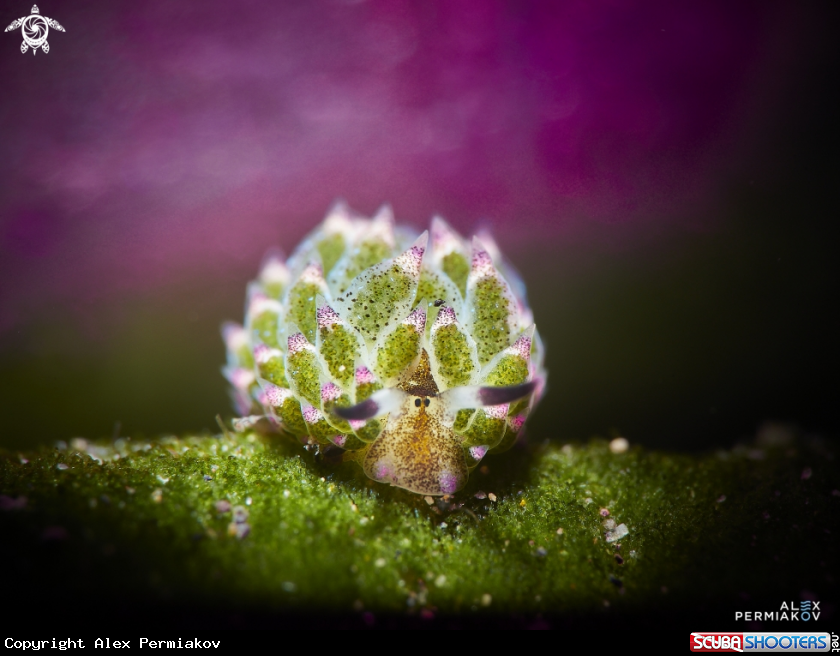 A Sheep nudi