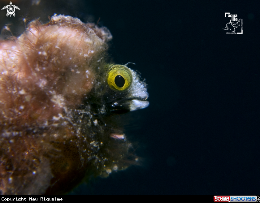 A Spinyhead Blenny
