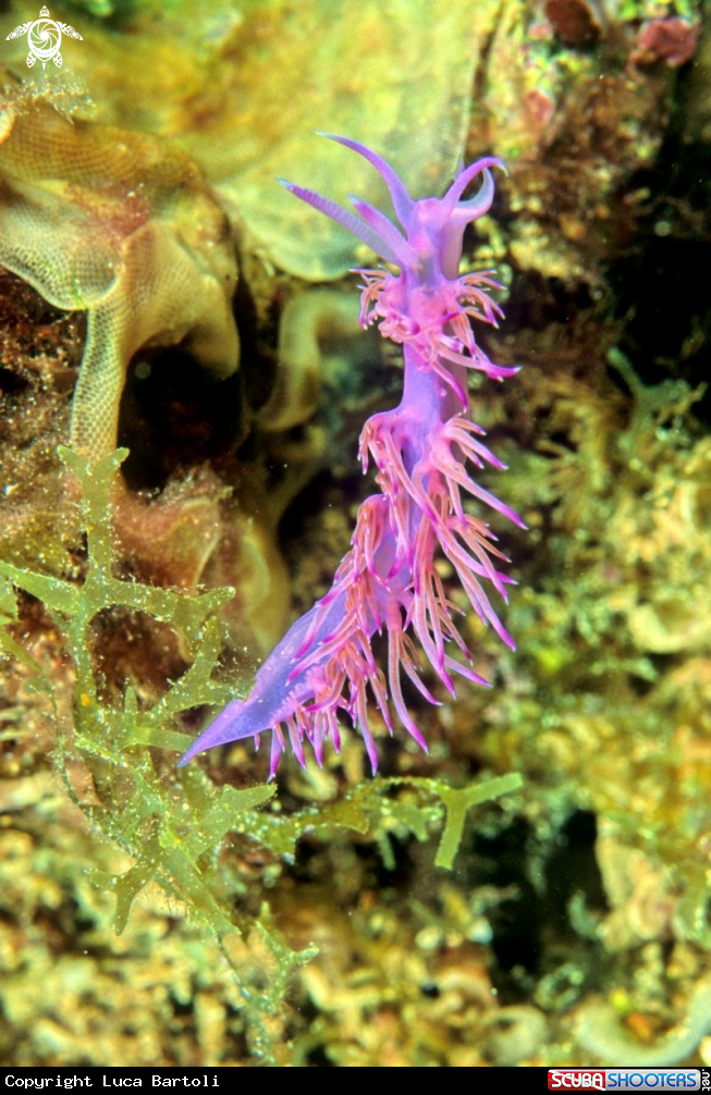 A nudibranch