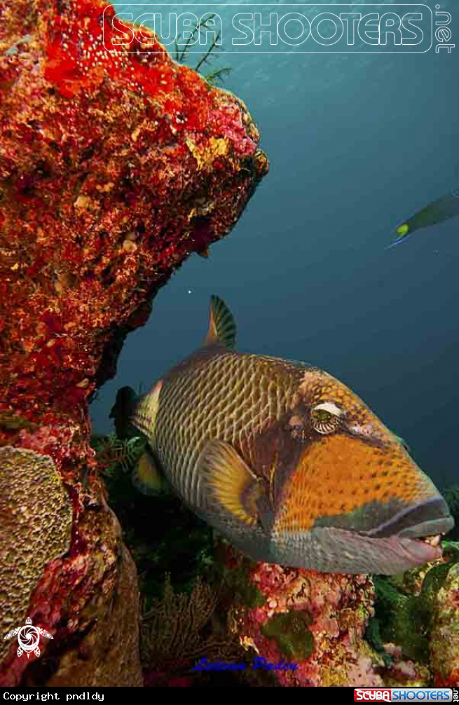 A underwater creature