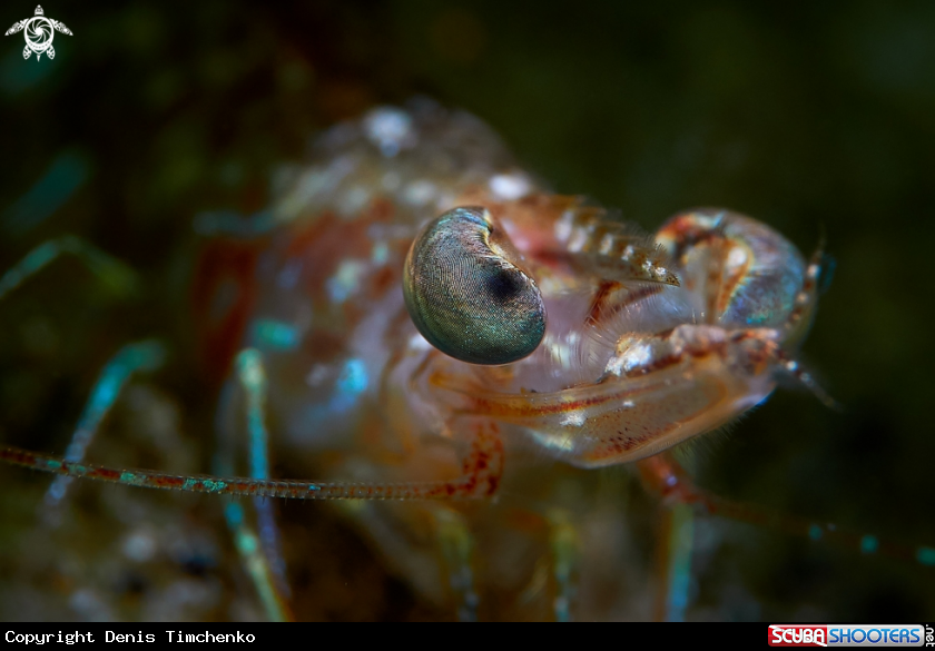A SHRIMP