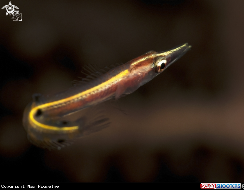 A Arrow Blenny