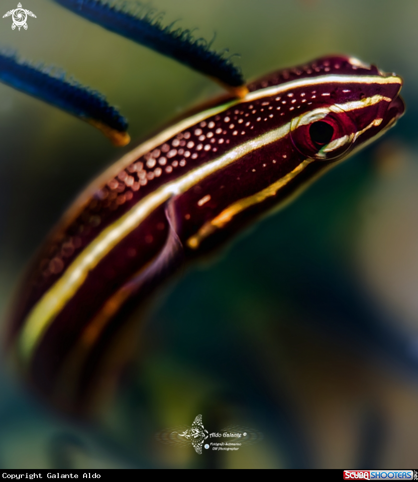 A Crinoid Clingfish 
