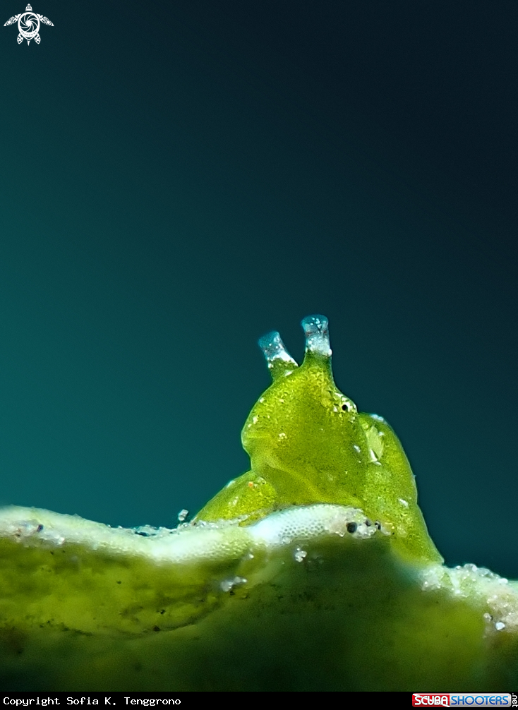 A Sea Slug