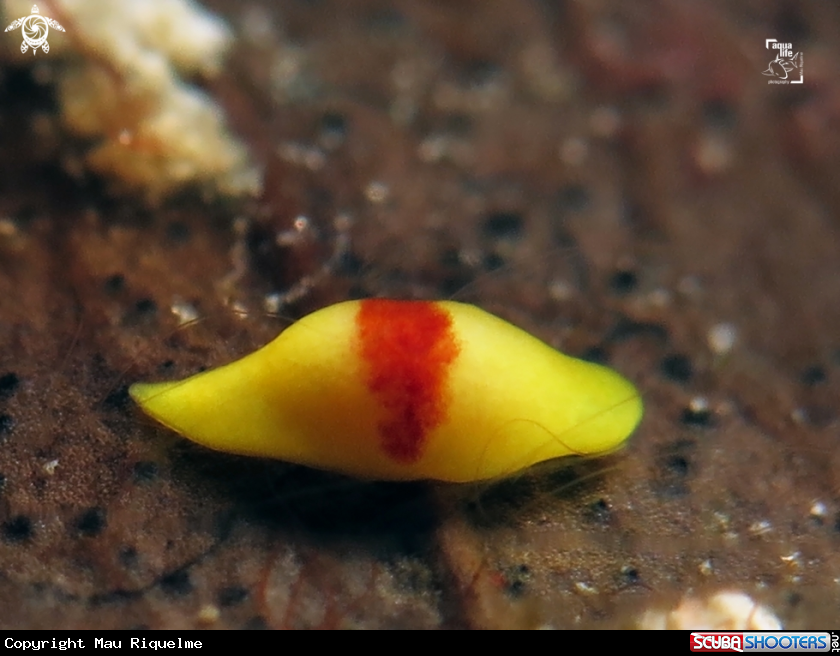 A Red Spot Banana Worm