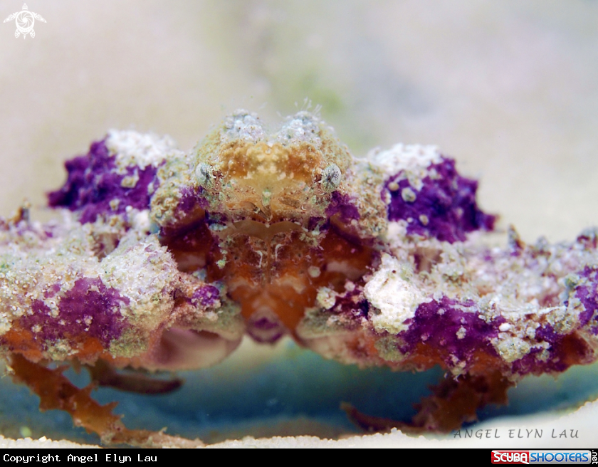 A Colourful Crab