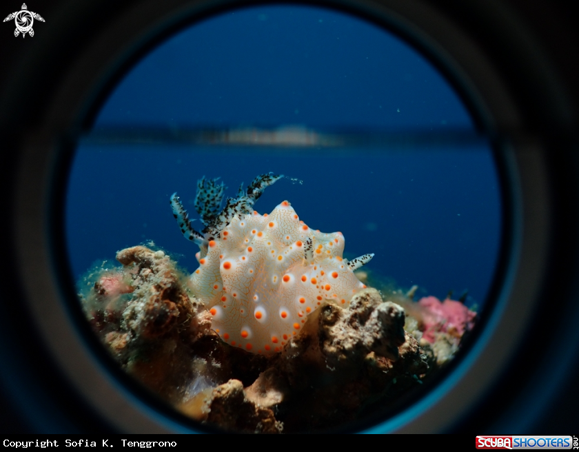 A nudibranch