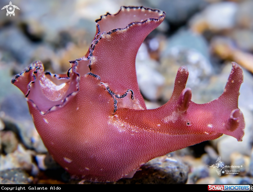 A Sea Hare