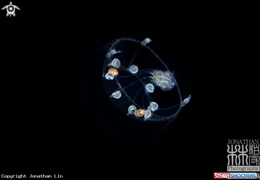 A Jellyfish