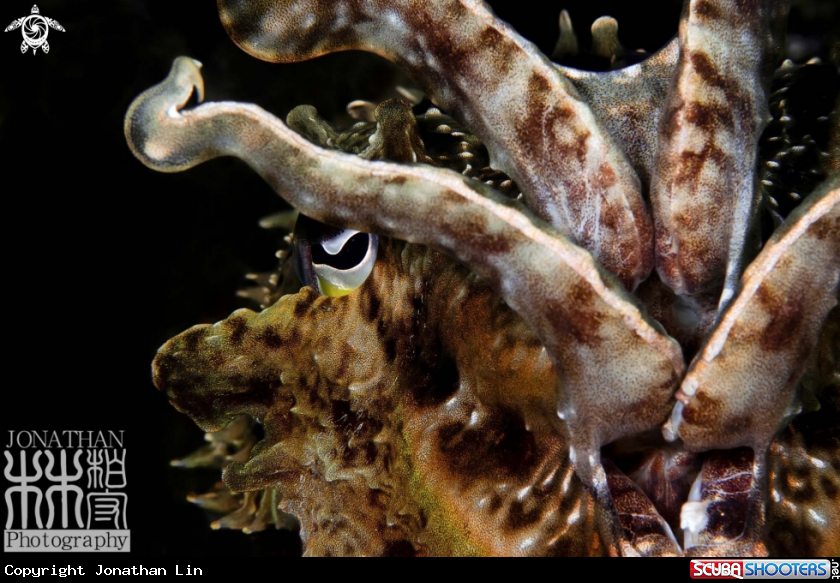 A Cuttlefish