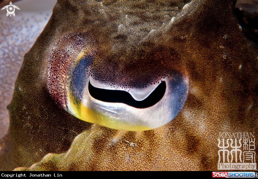A Cuttlefish