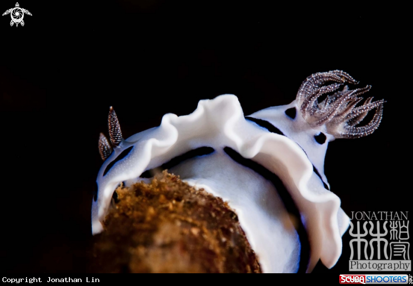 A Nudibranch