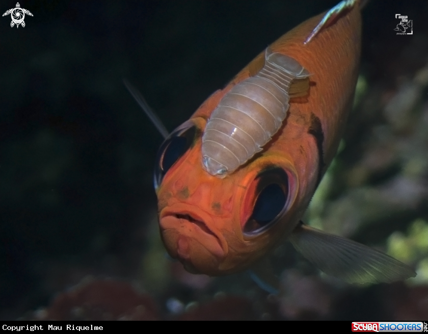 A Blackbar Soldierfish with Cymothoid Isopod.