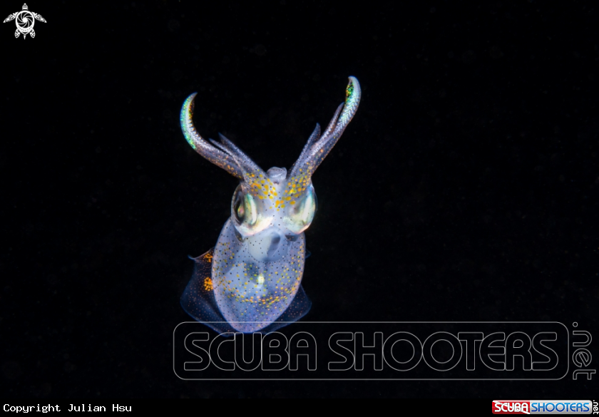 A Squid