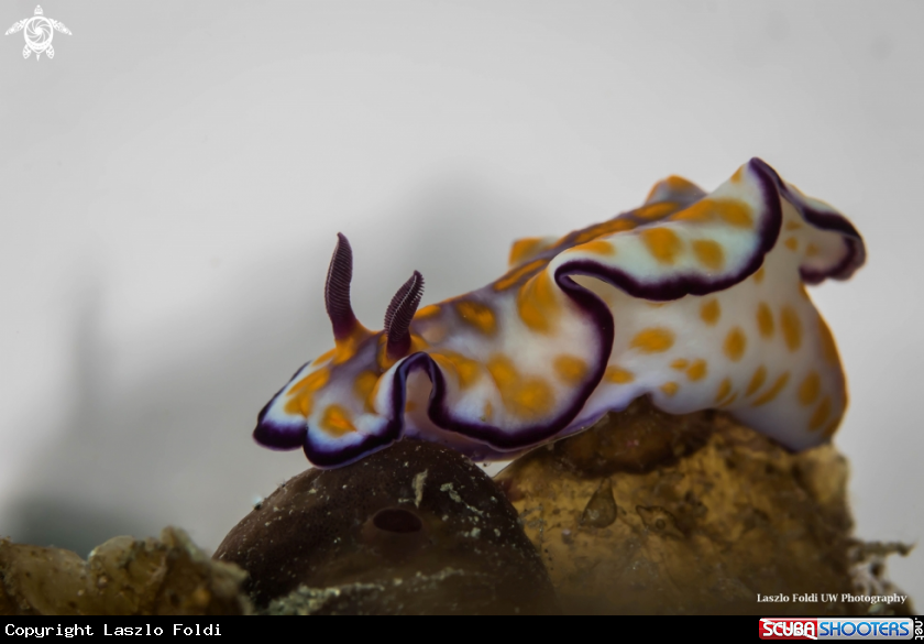 A Nudibranch