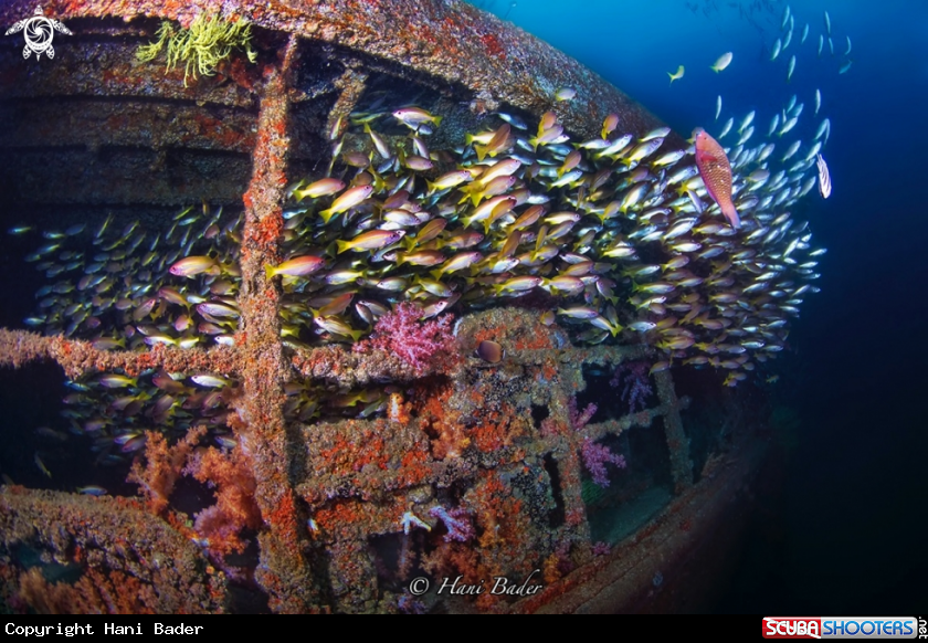 A Al manaseer wreck