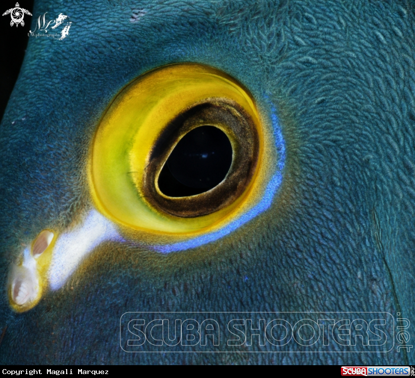 A French Angelfish
