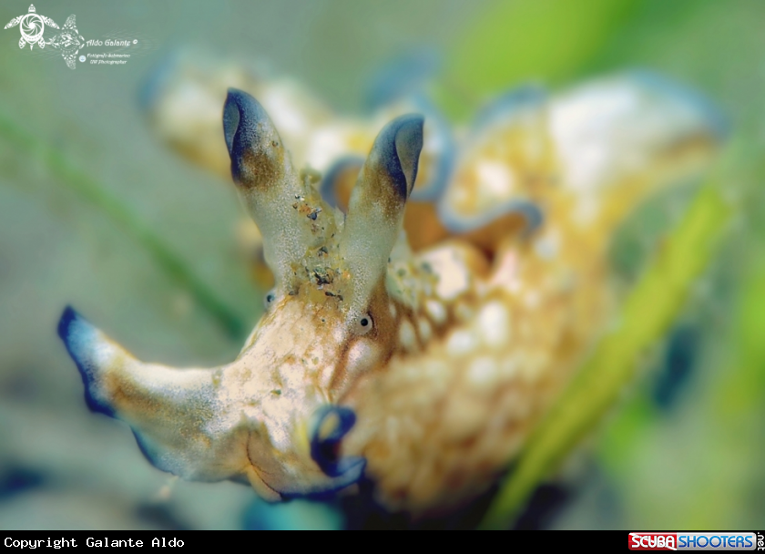 A Sea Hare