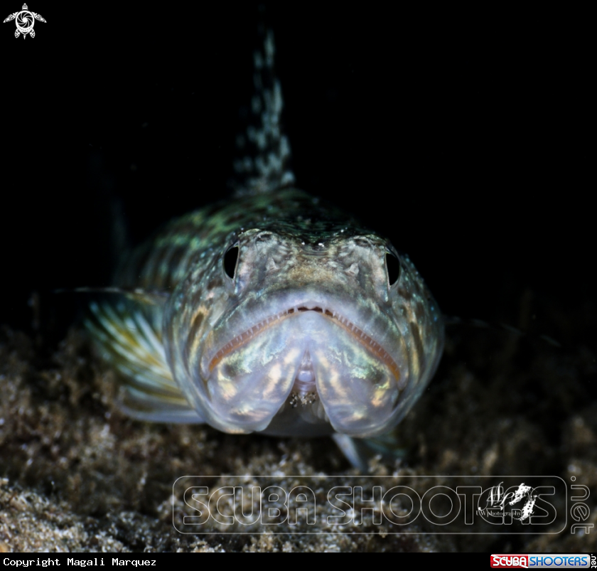 A Lizardfish