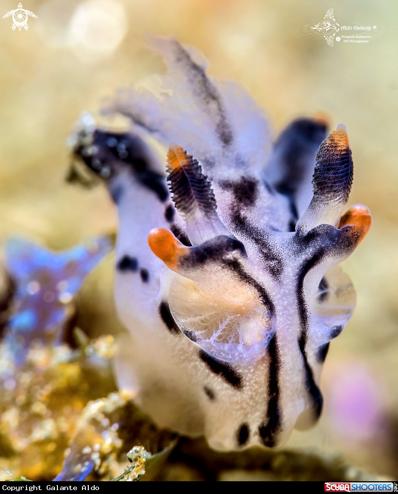 A Pikachu Nudibranch