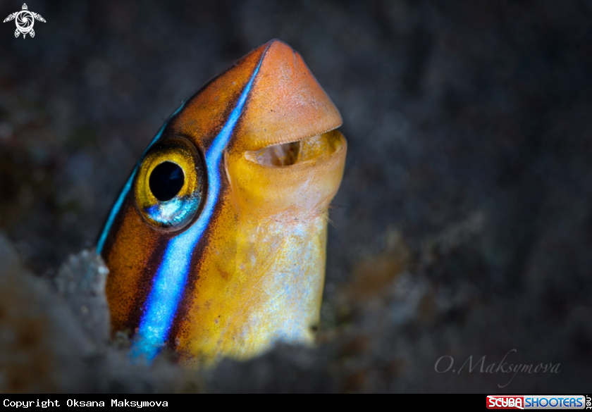 A Bluestriped fangblenny (Plagiotremus rhinorhynchos) 