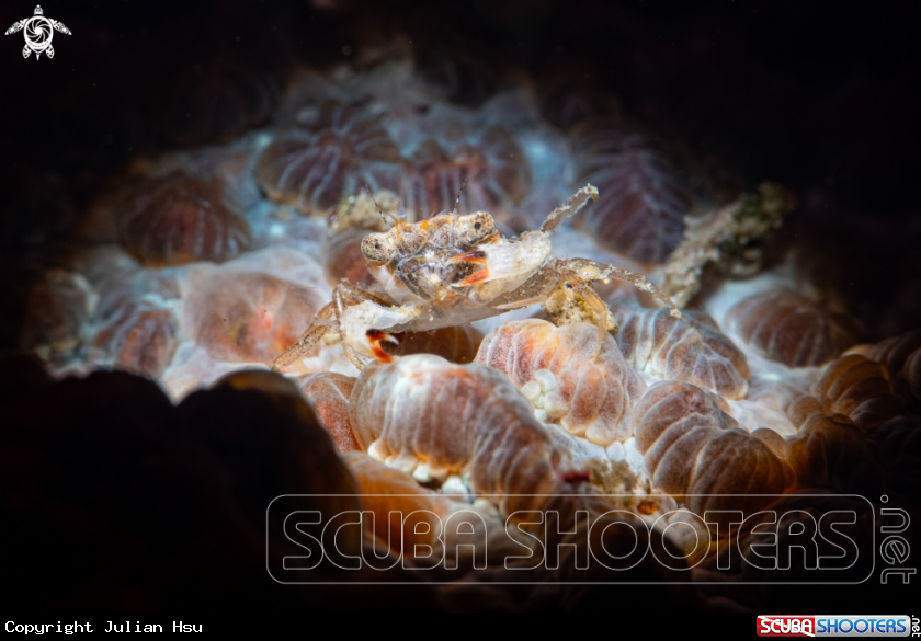 A Hard coral crab