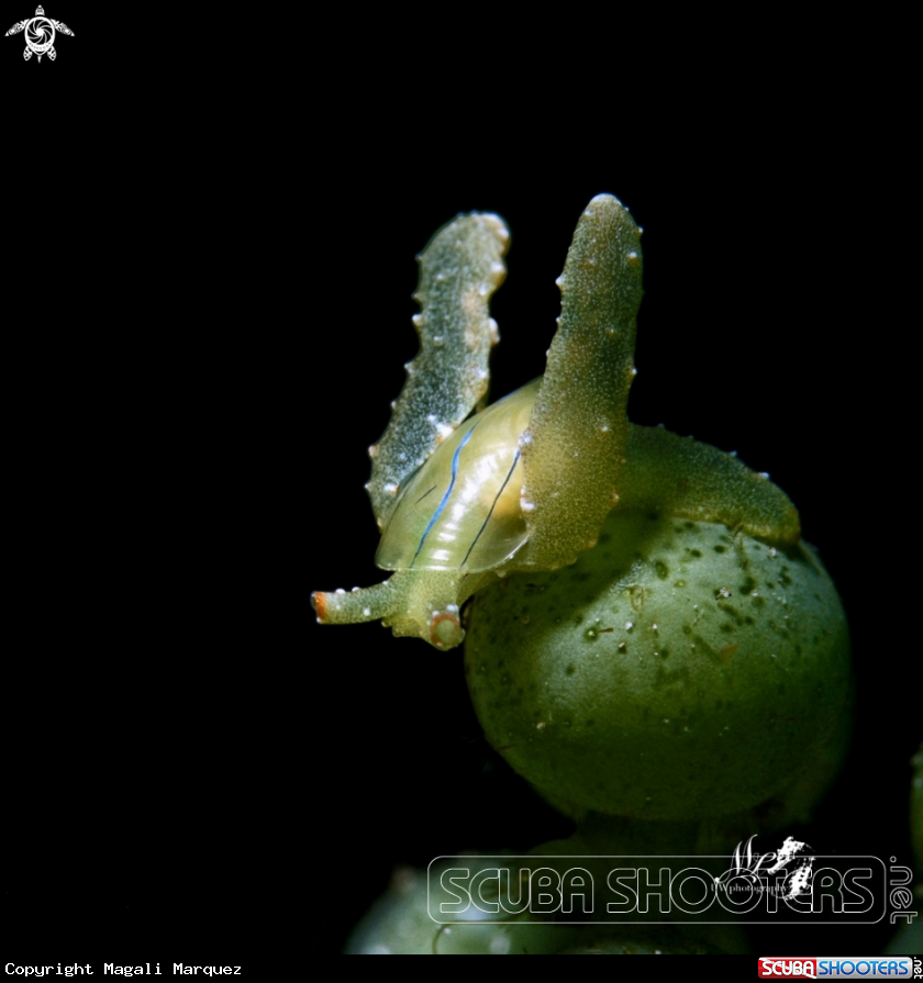 A Lobiger viridis 