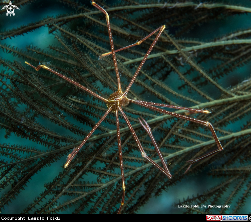 A Spider crab 