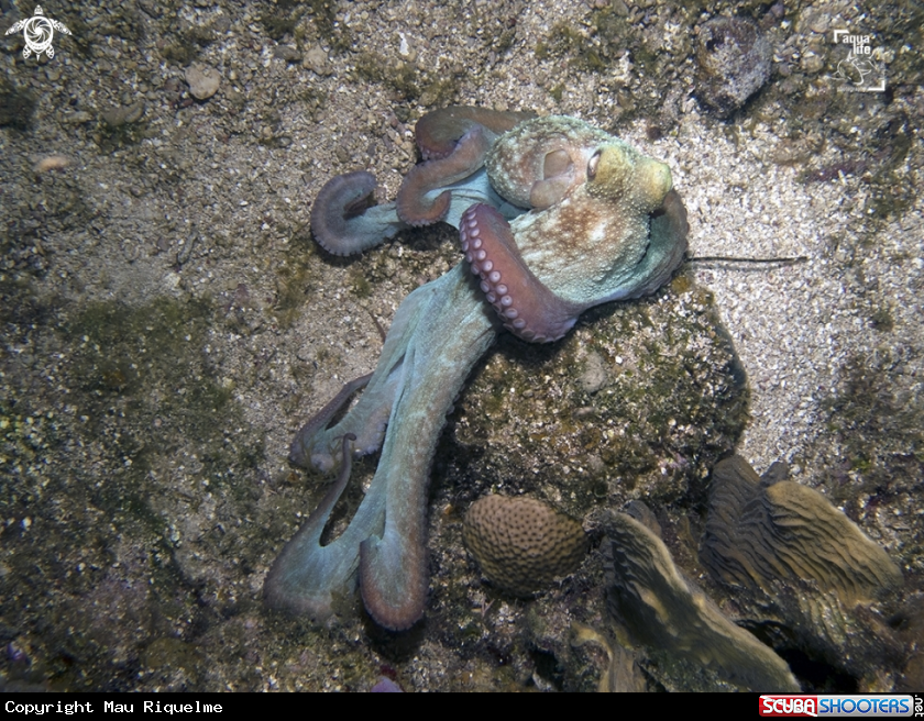 A Caribbean Reef Octopus
