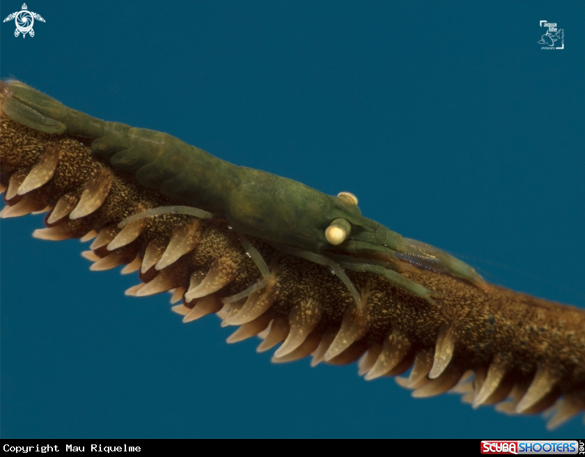 A Wire Coral Shrimp
