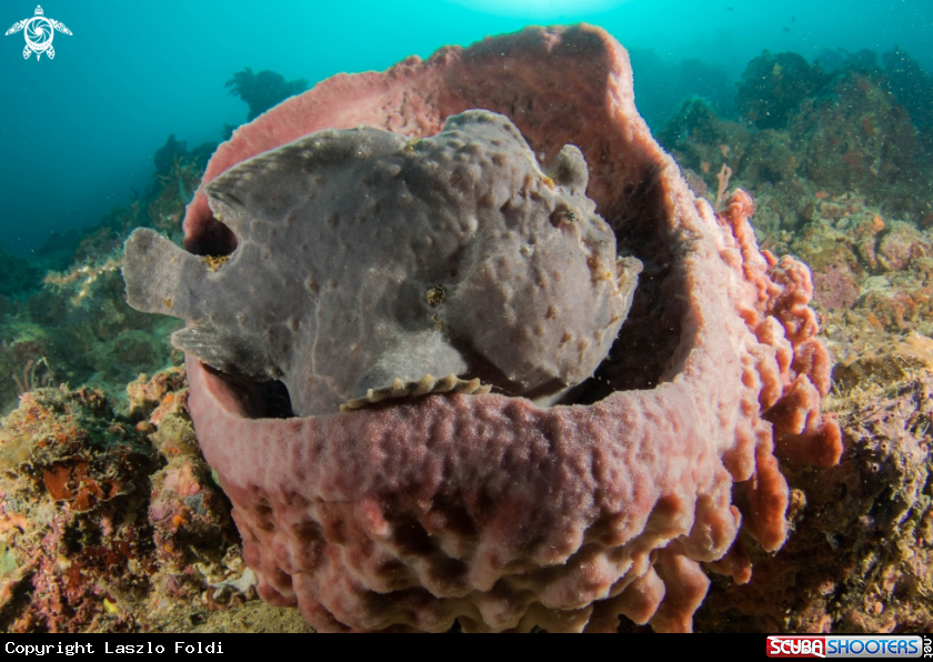 A Giant frogfish