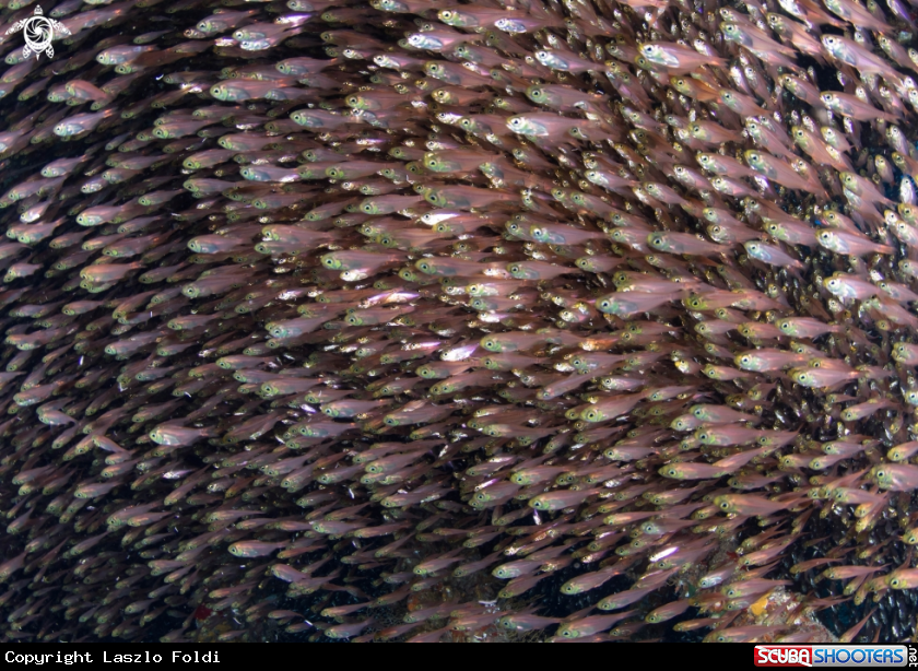 A school of glass fishes