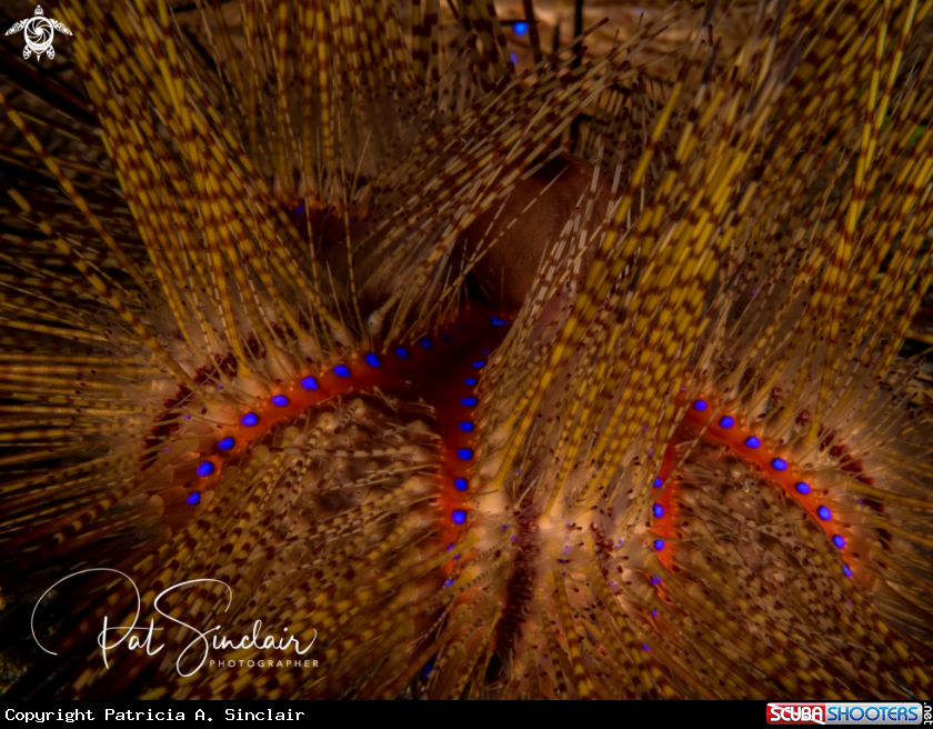 A sea urchin
