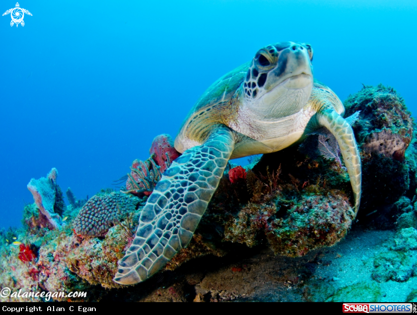A underwater creature