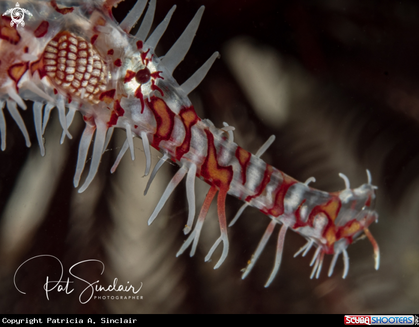 A Ornate Ghost Pipefish