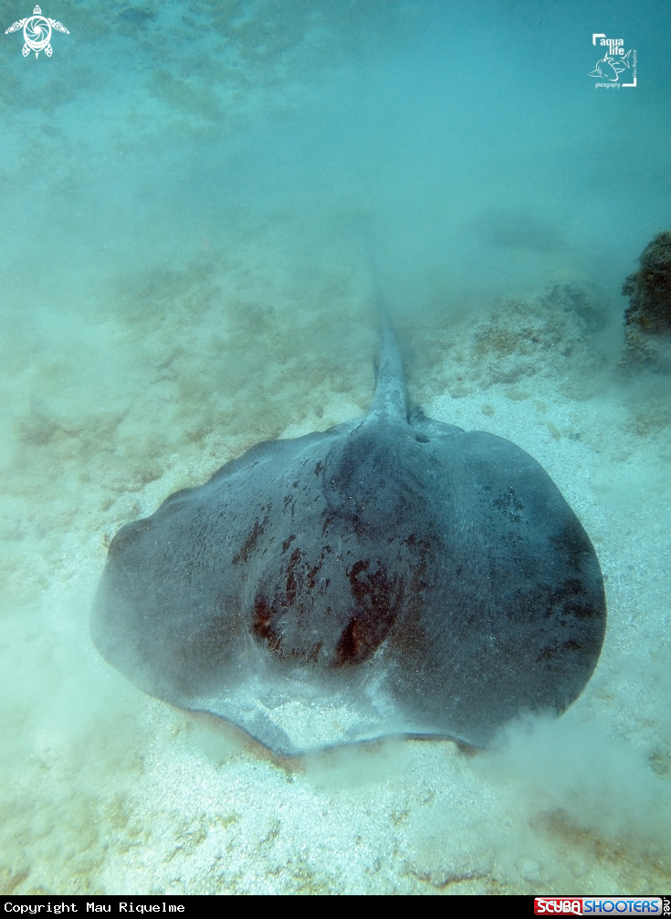 A Caribbean Whiptail Stingray