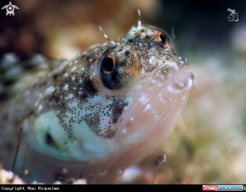 A Female Sailfin Blenny