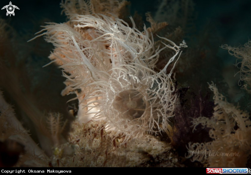 A Nudibranch Melibe colemani  