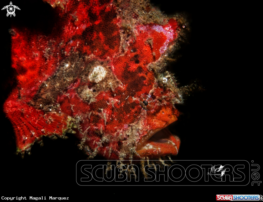 A Frogfish 