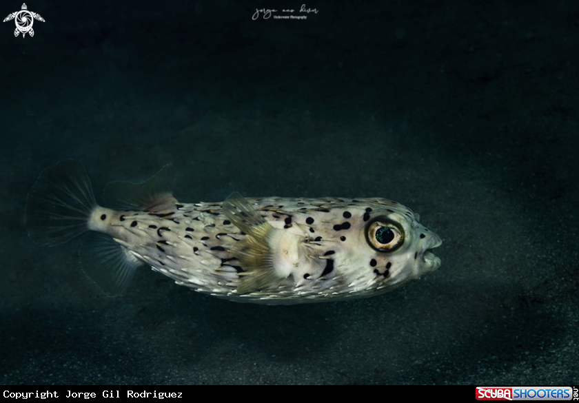 A Ballonfish