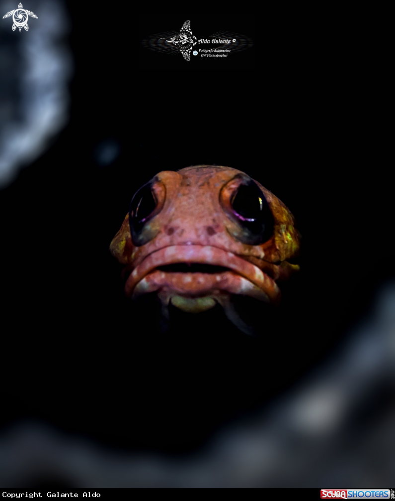 A Jawfish 