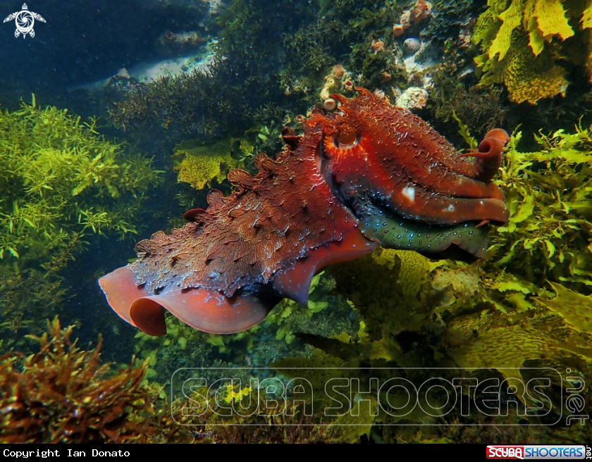 A Australian giant cuttlefish