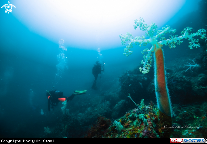 A Soft coral